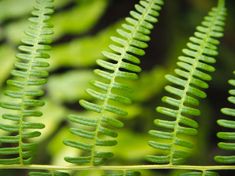 Simple green
