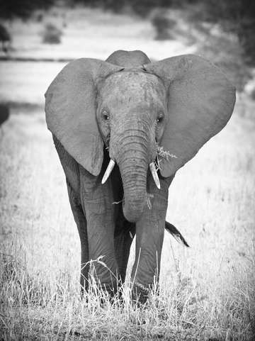 Young bull elephant