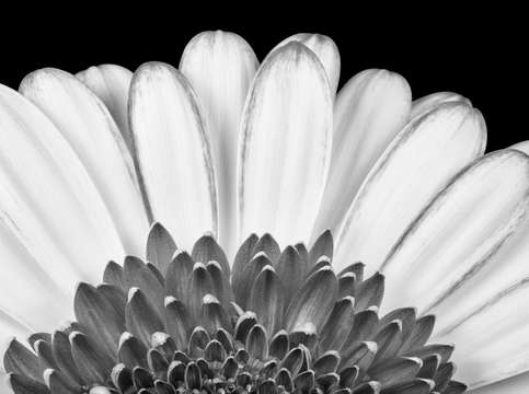 Gerbera rising