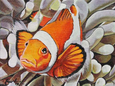 Clown fish