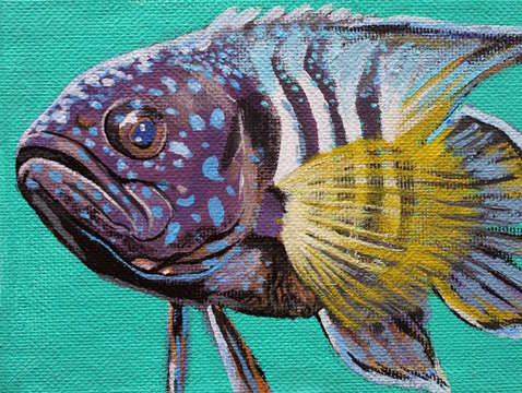 Tropical striped fish