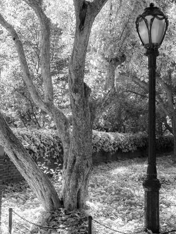 City noir central park 2