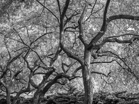 City noir central park 3