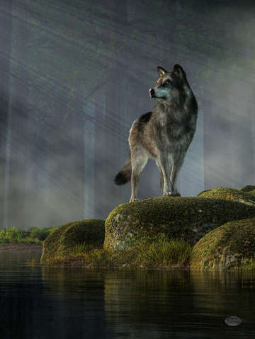 Timber wolf