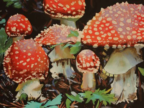 Forest floor 2