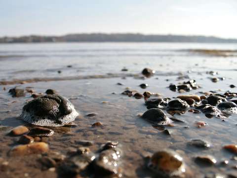 Potomac shore