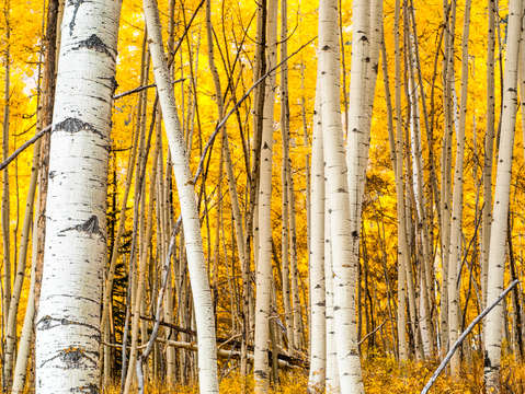 Autumn flow 2