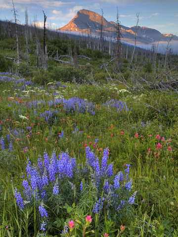 Lupines and mountains