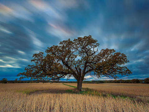 Rooted waukesha