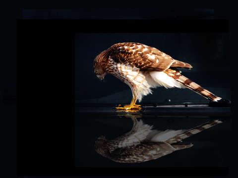 Coopers hawk reflection