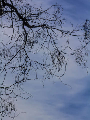Winter trees clouds and sky