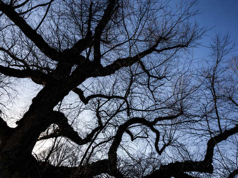 Winter tree and sunlight