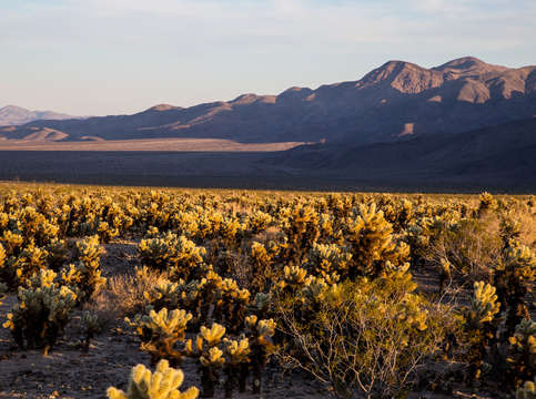 Cholla cactus garden