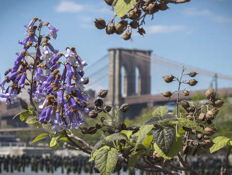 Springtime in brooklyn