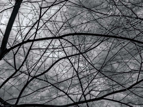 Winter trees and clouds