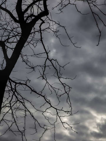 Winter trees and clouds 1