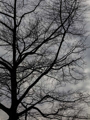 Winter trees and clouds 2