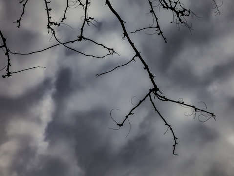 Winter trees and clouds 3