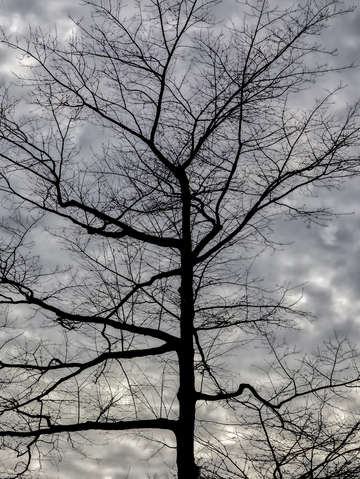 Winter trees and clouds 4
