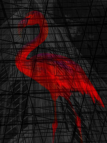 Night flamingo