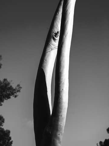 Shape of nature