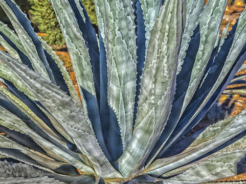 Bold cactus
