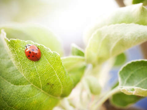 Lady bug 2