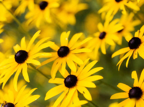 Field of yellow daisies