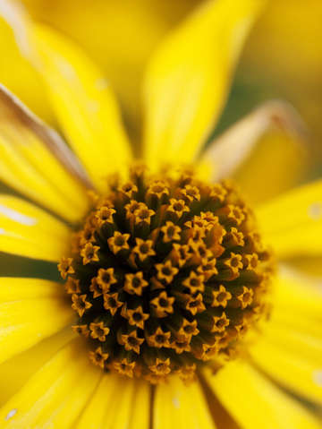 Daisis in daisies