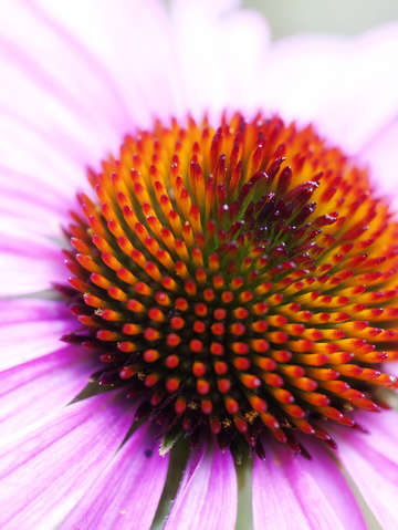 Purple orange daisy