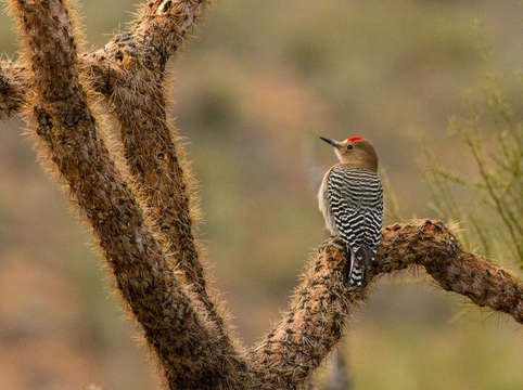 Gila woodpecker