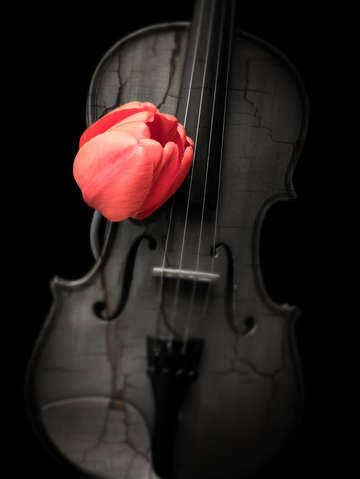 Music lover