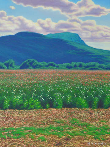 Fields near mount tom