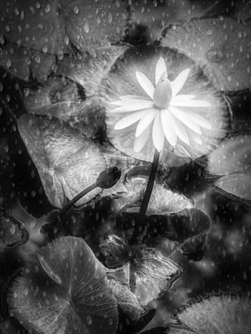 Support in rain 5364