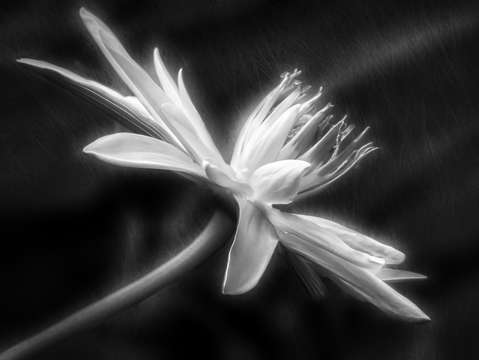Lotus flower 2703