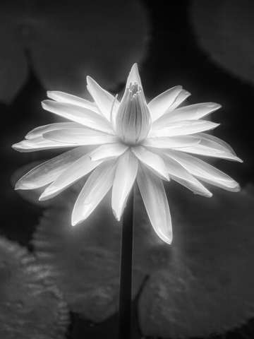 Faith 5344