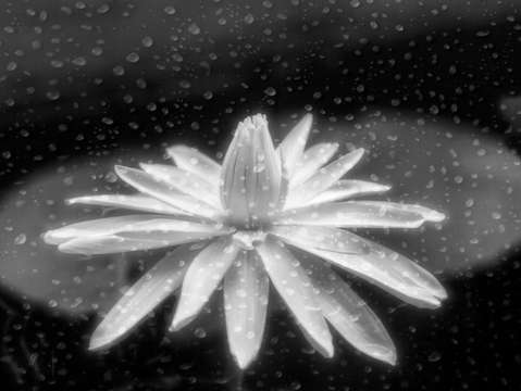 Standing strong in rain 5346