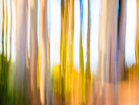 Moving trees 05