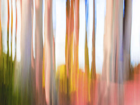 Moving trees 07