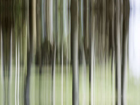 Moving trees 10