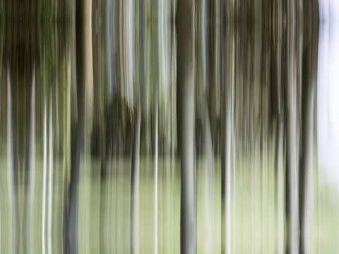 Moving trees 11