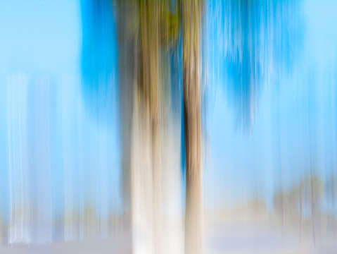 Moving trees 13