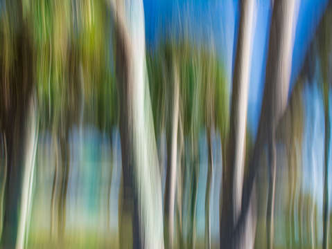 Moving trees 31 2