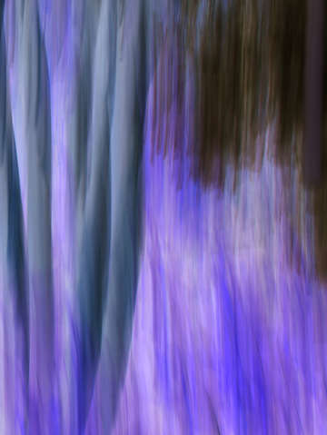 Moving trees 36 portrait format