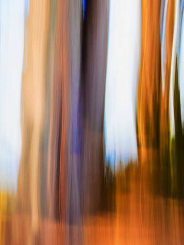 Moving trees 37 portrait format