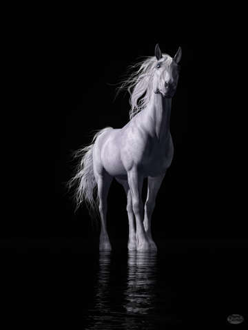 The white horse