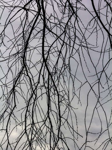 Winter trees and clouds 5