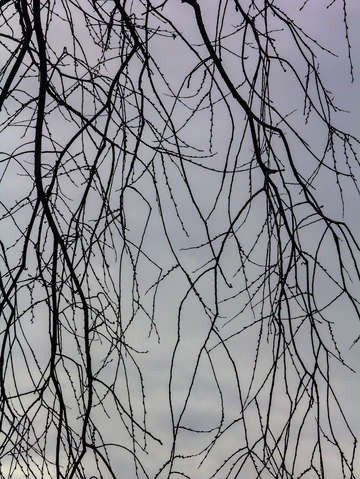 Winter trees and clouds 6