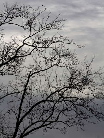 Winter trees and clouds 6 2