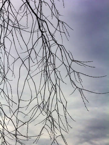 Winter trees and clouds 7